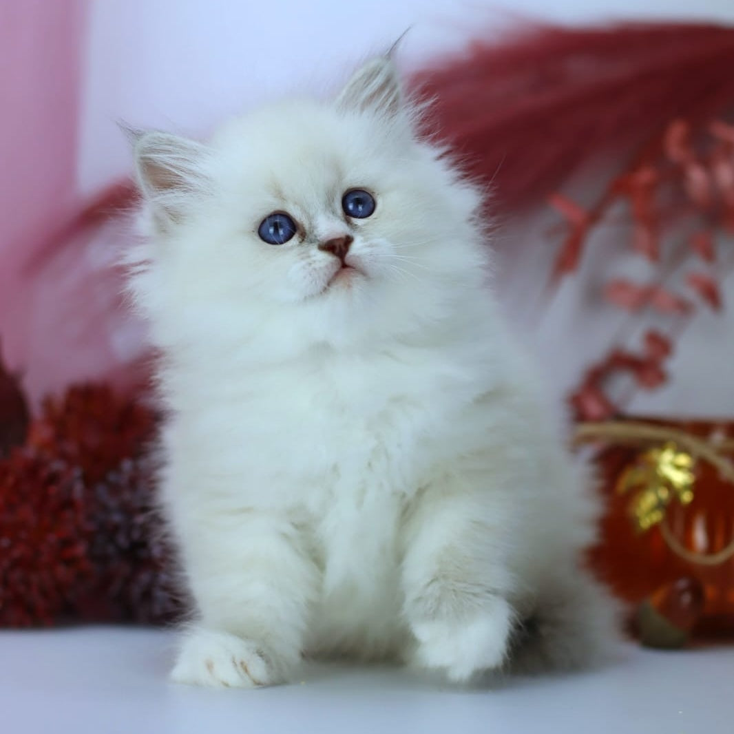 Havana Siberian female, blue with white tabby pointed