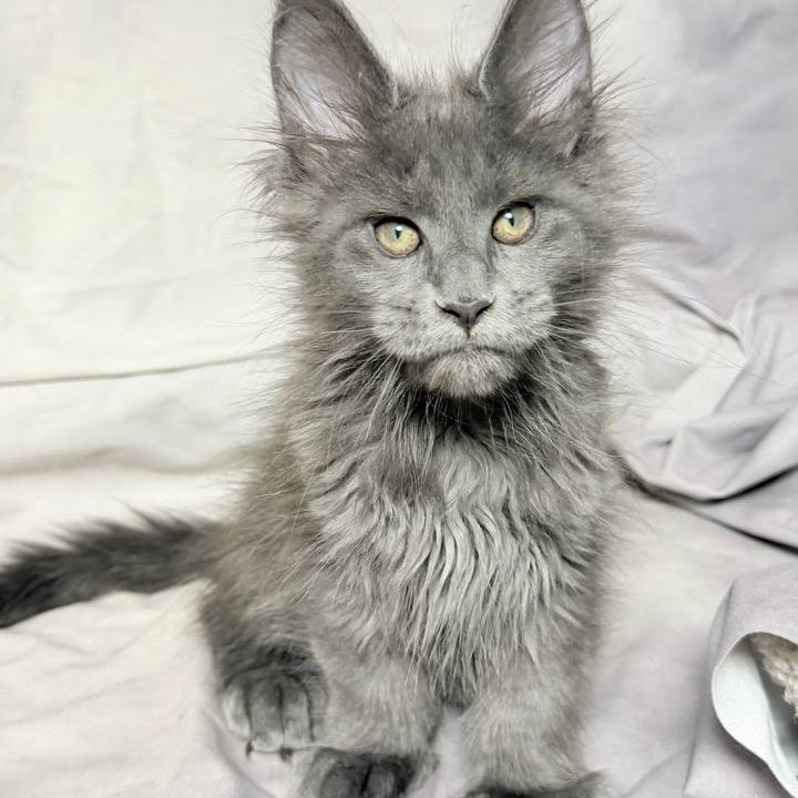 Imany Maine Coon polydactyl 5x5x6x6 female, blue silver