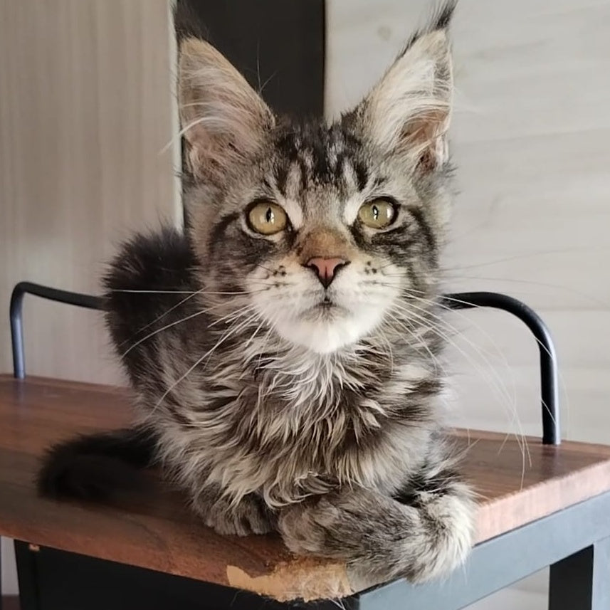 Yvaine Maine Coon polydactyl 6x6x6x6 female, black tabby