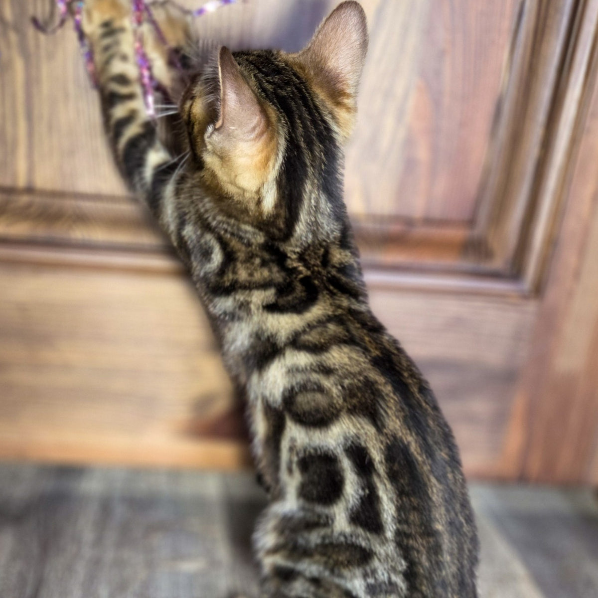 Madison Bengal male, black spotted tabby
