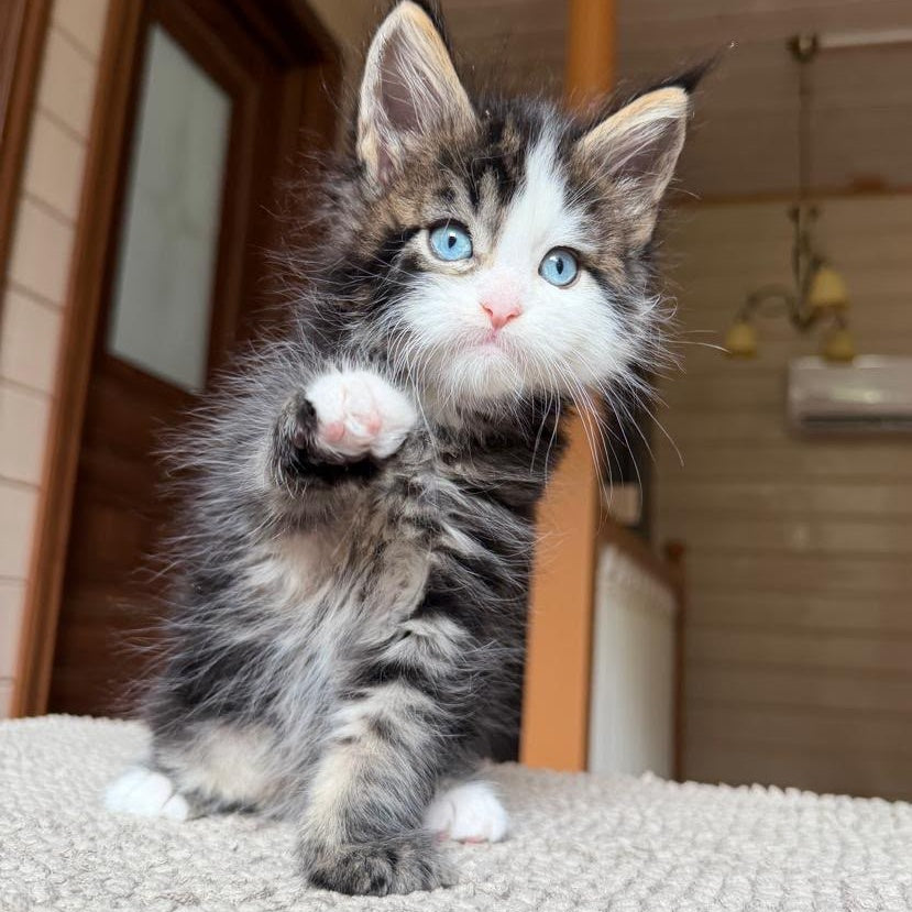 Charli Maine Coon male, black tabby with white