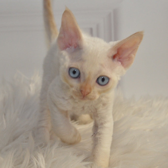 Armaf Devon Rex male, red pointed
