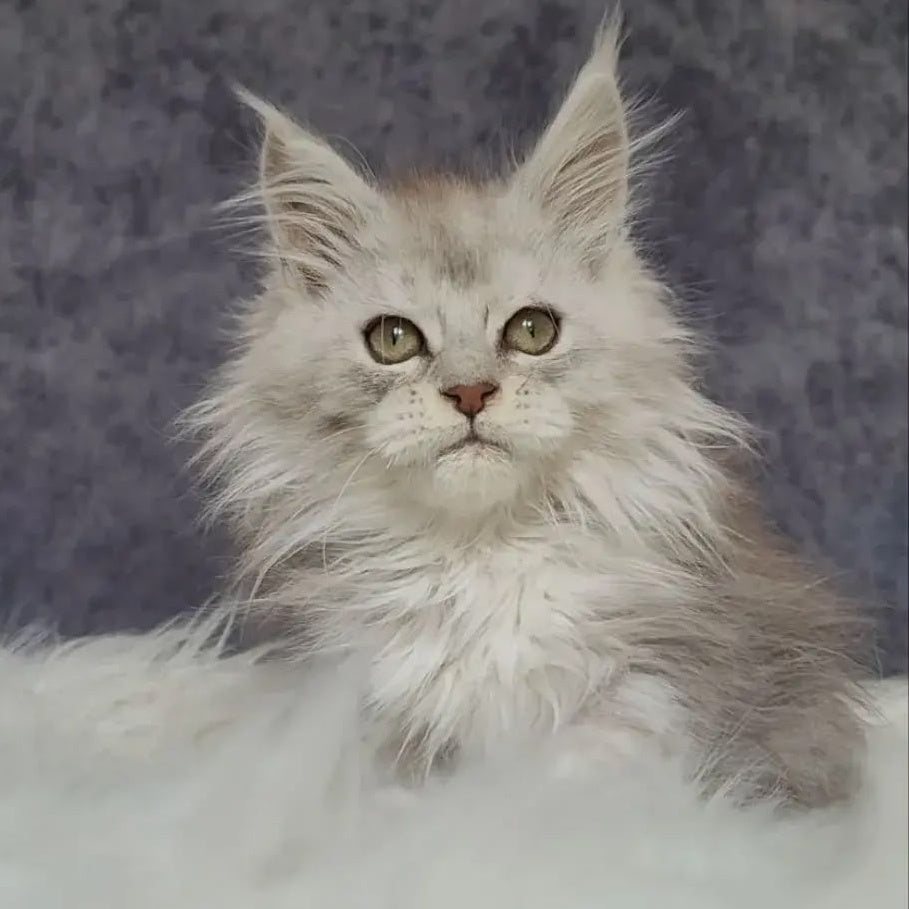 Harold Maine Coon polydactyl 6x6x6x6 male, black silver tabby