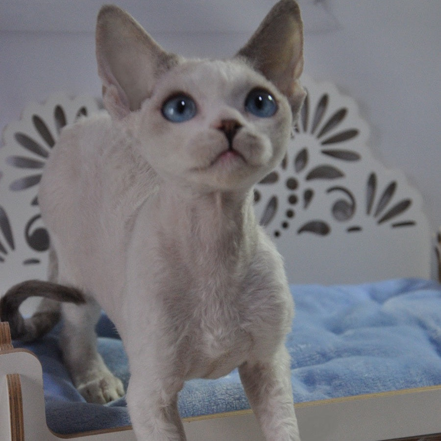 Tolik Devon Rex male, blue bicolour pointed