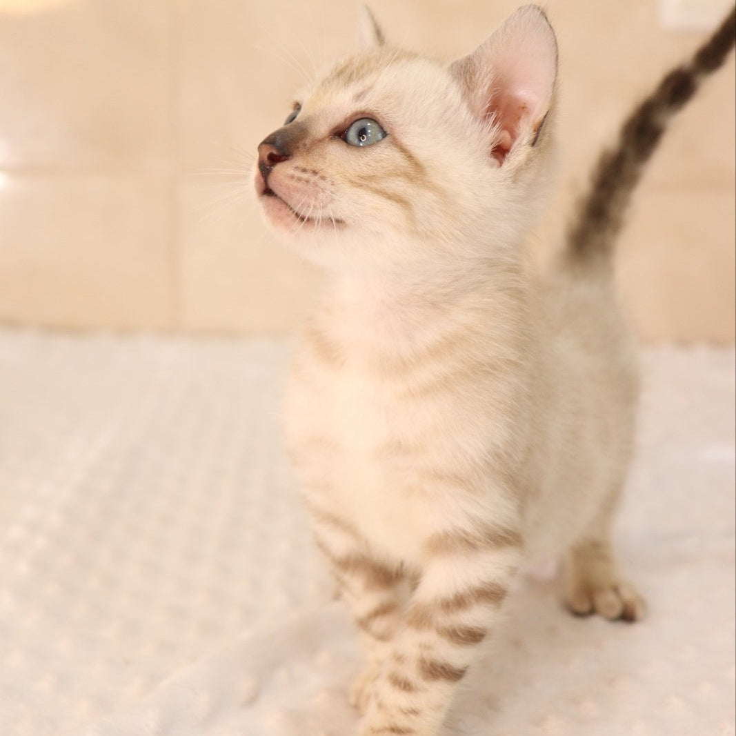 Xander Bengal male, black spotted tabby pointed