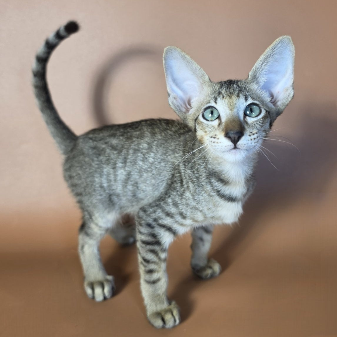 Gideon Oriental Shorthair male, black spotted tabby