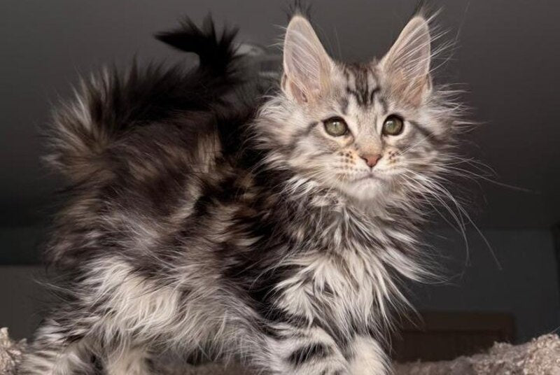 Avrora Maine Coon female black tabby - live animals