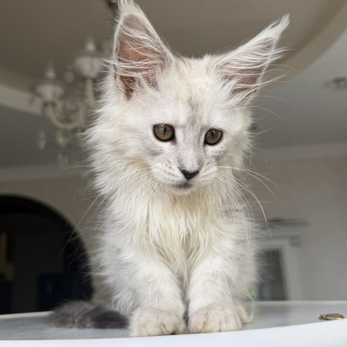 Diora Maine Coon female, black silver shaded