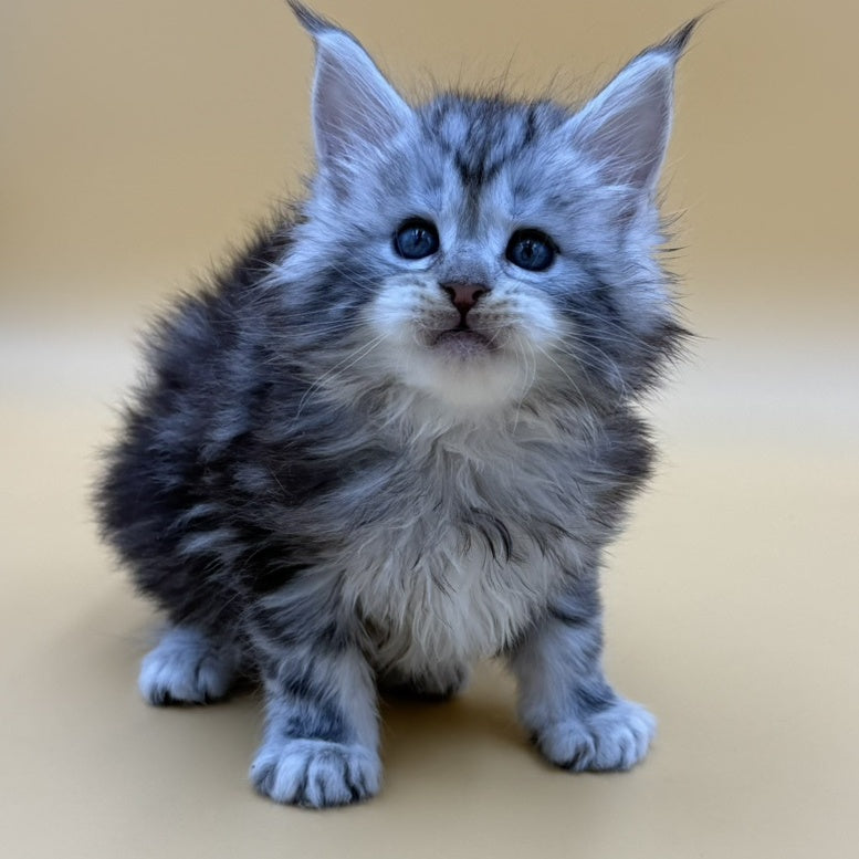 Hilton Maine Coon male, black silver tabby