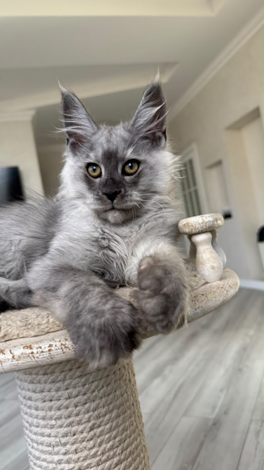 Pirat Maine Coon male, black silver