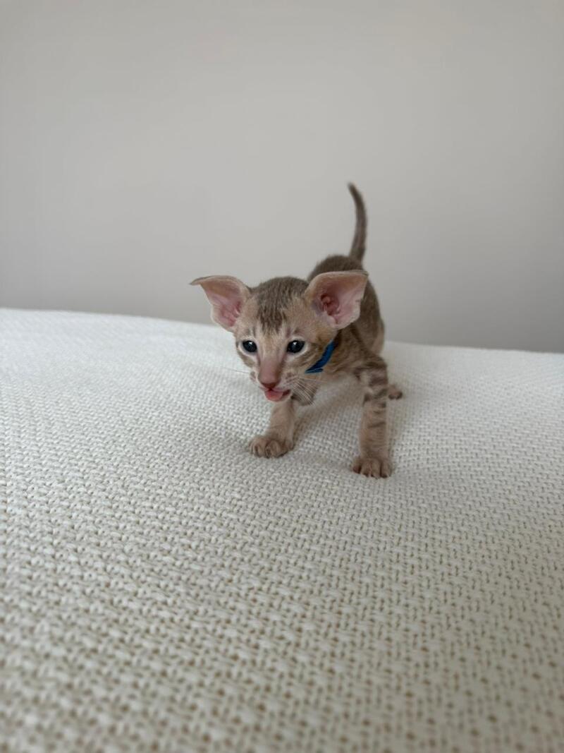 Atlas Oriental Shorthair male lilac tabby - live animals