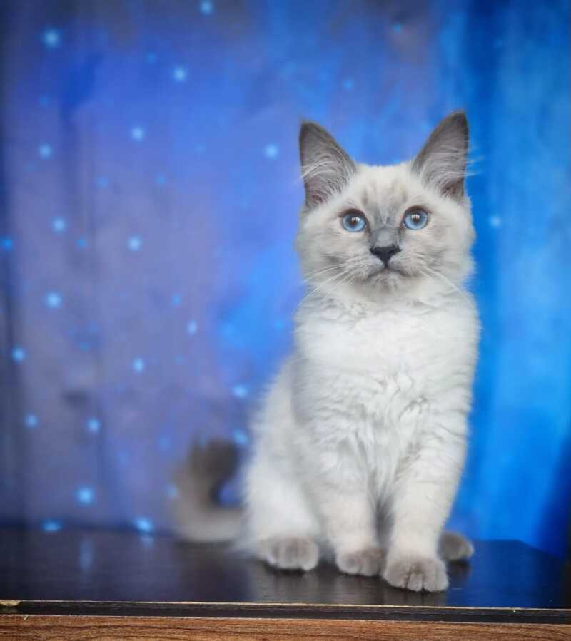 Custer Siberian male, blue pointed