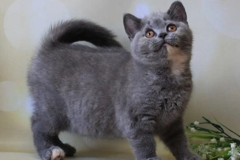 Cessi British Shorthair female blue tortie - live animals