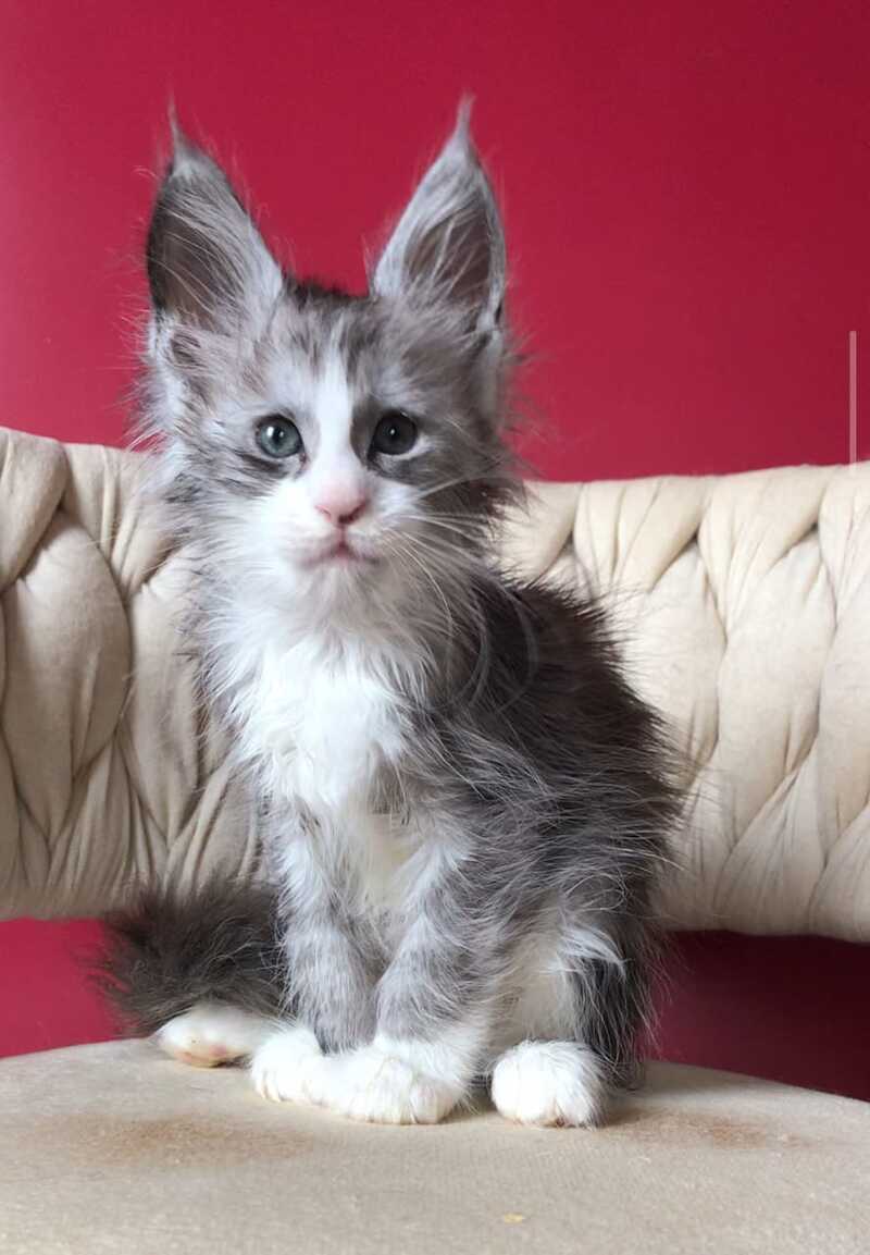 Yan Maine Coon male black silver bicolour - live animals