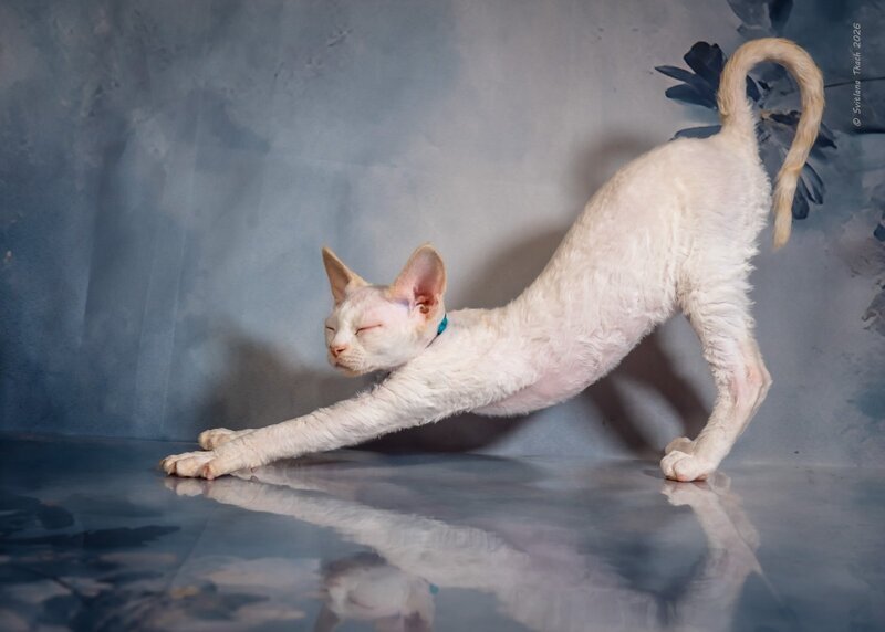 Ice Cream Devon Rex male red pointed - live animals