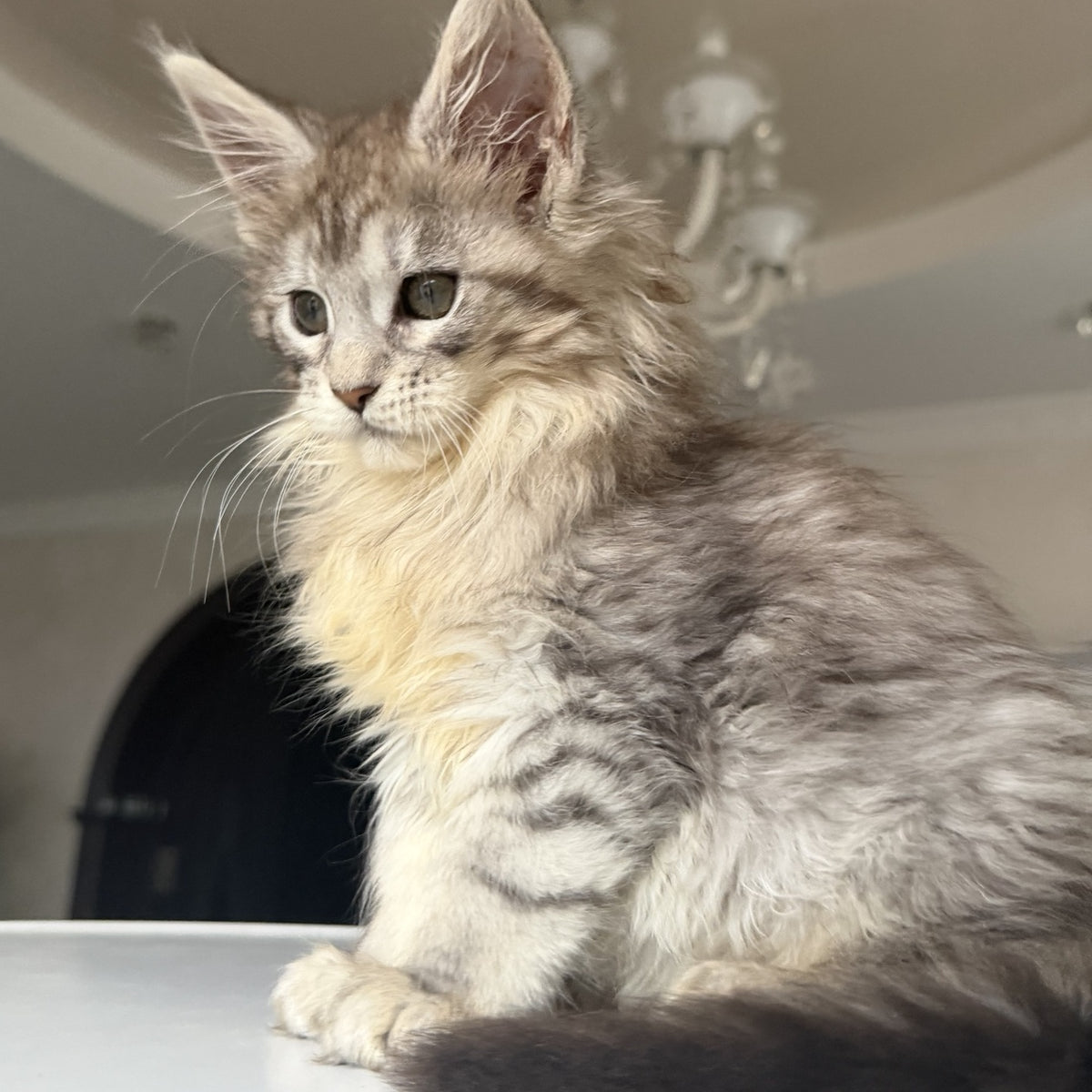 Evita Maine Coon female, black silver tabby