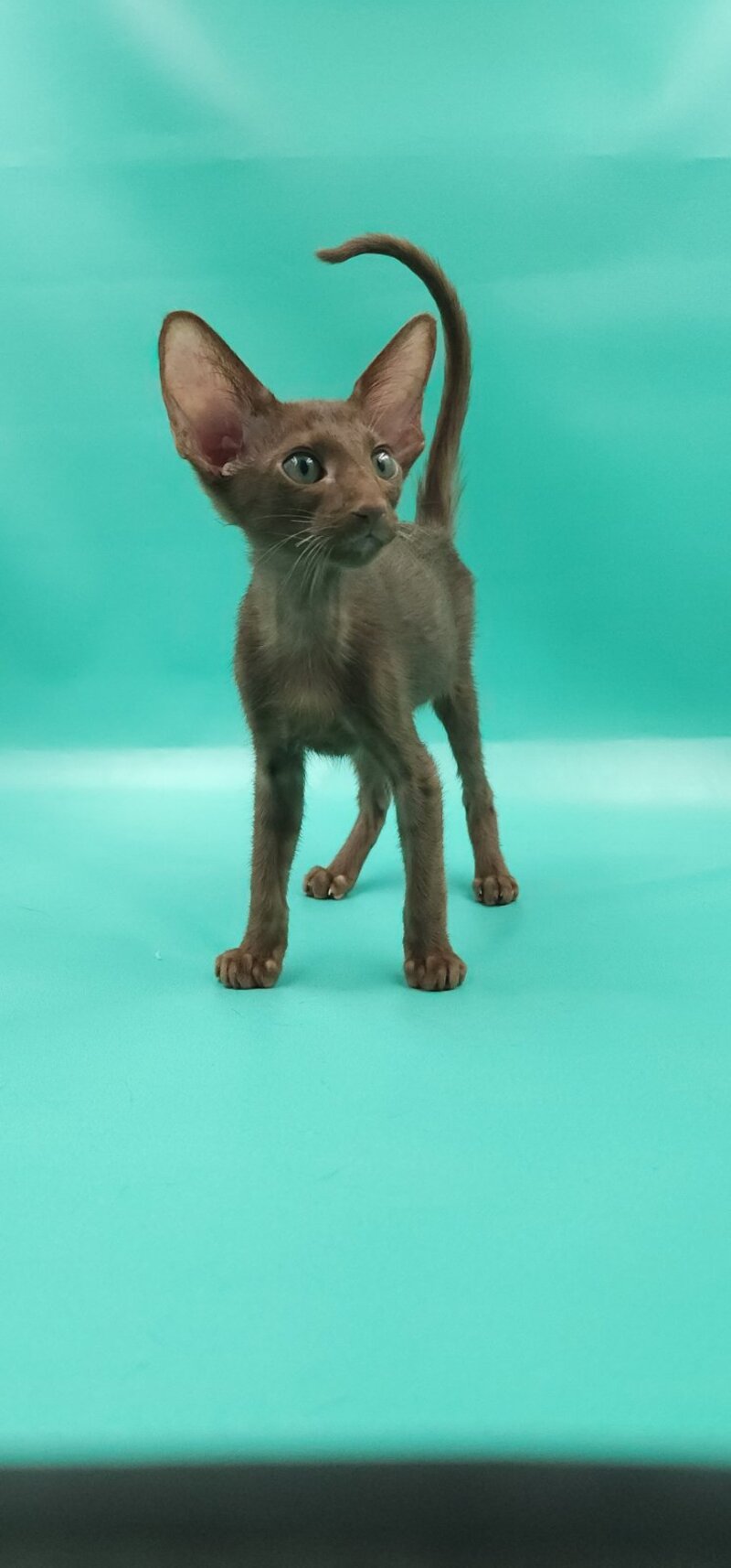 Sansay Oriental Shorthair male, chocolate