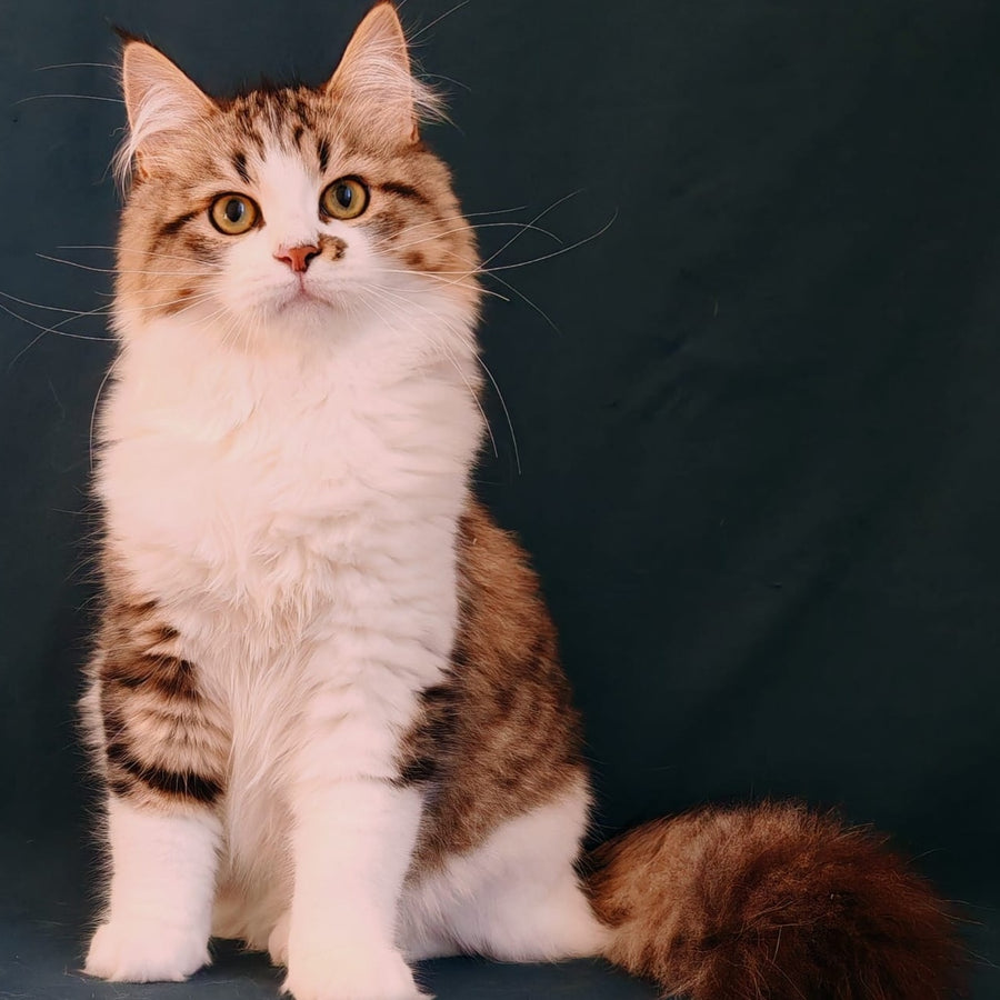 Pyatnyshko Siberian male, red bicolour spotted tabby