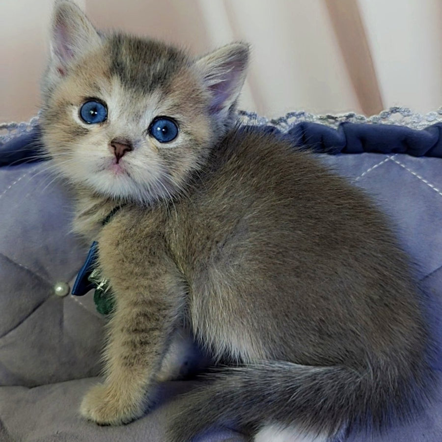 Toffee British Shorthair male, blue golden ticked tabby with white