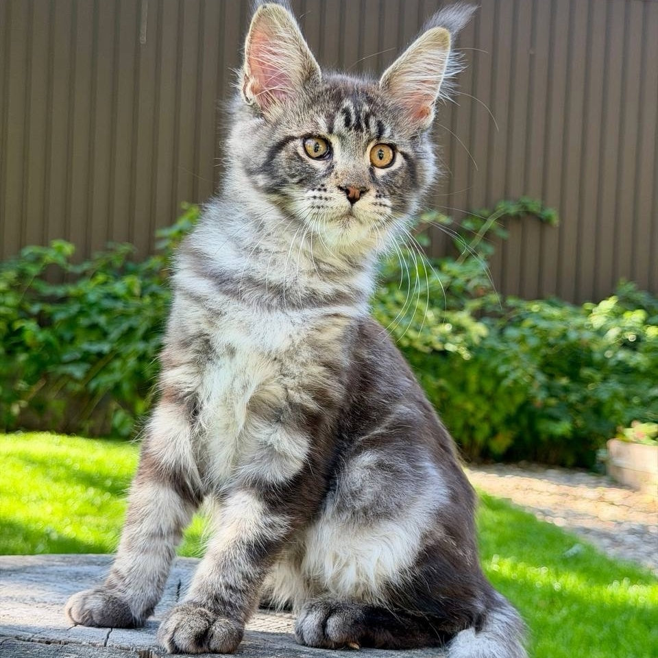 Naomi Maine Coon female, black tabby