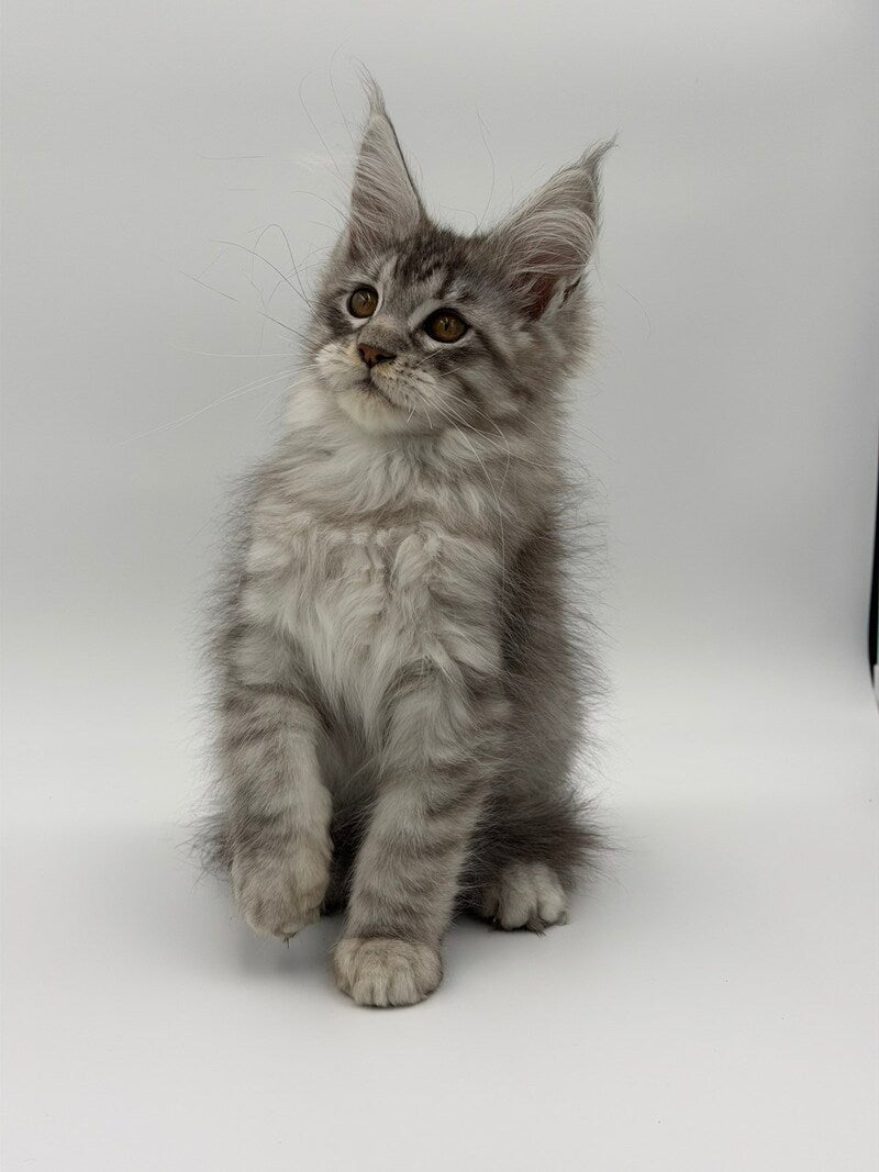 Kleo Maine Coon male black silver tabby - live animals