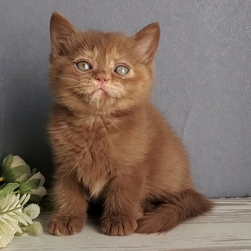 Daffy British Shorthair female, cinnamon tortie