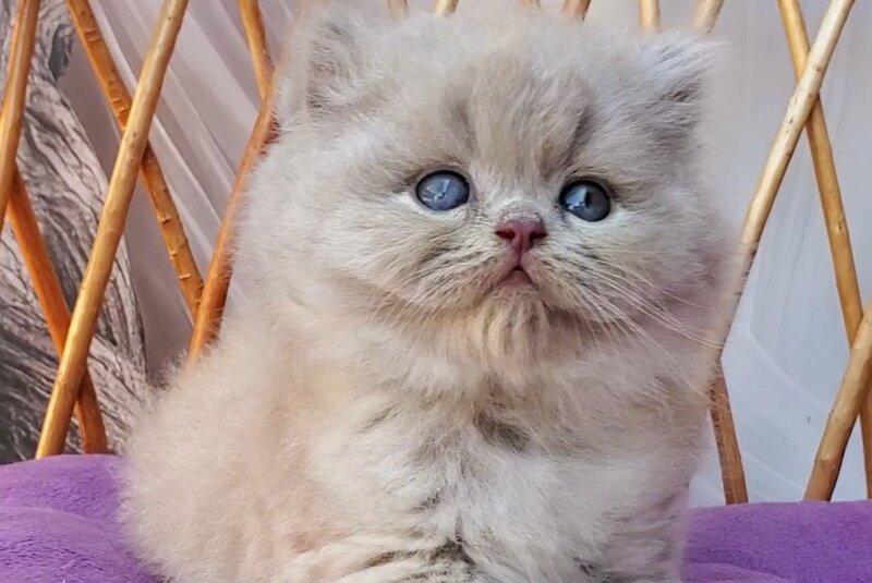 Wilda British Longhair female, blue golden ticked tabby