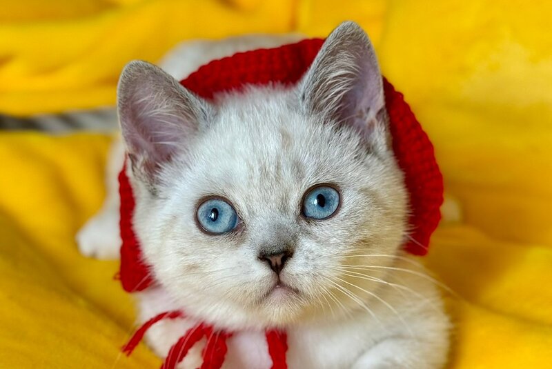 Naytiri Munchkin female black silver tabby pointed - live animals