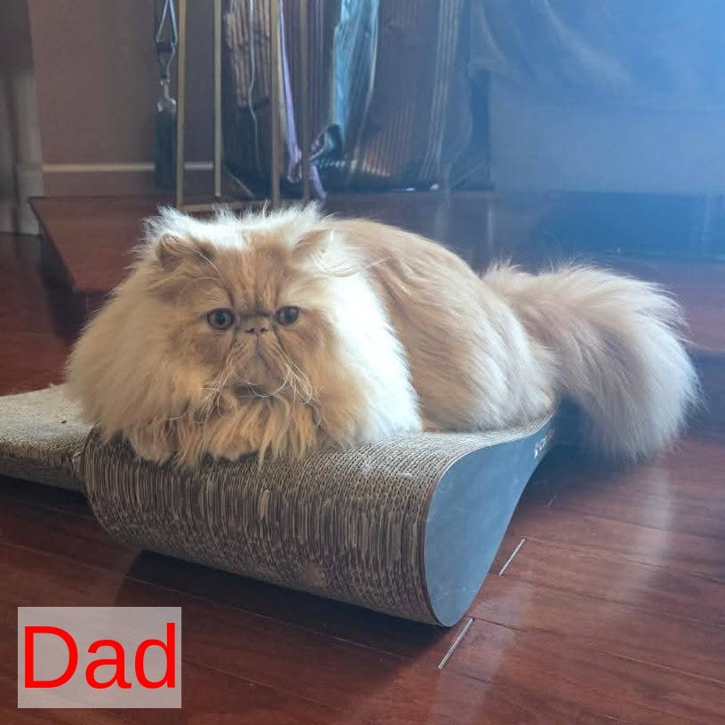Sonata Persian female, red tabby