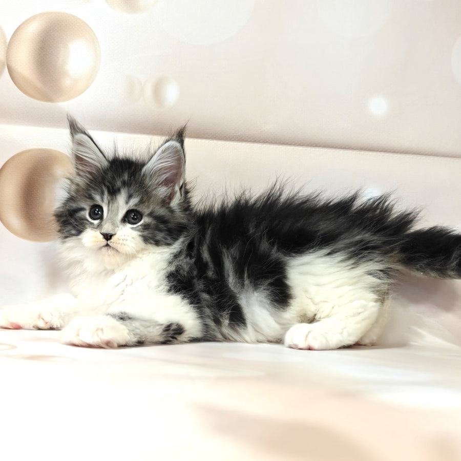 Molly Maine Coon female, black silver tabby bicolour
