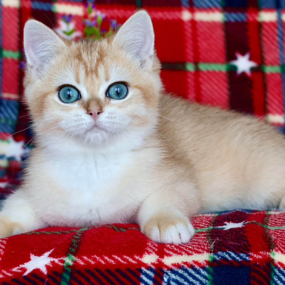Zhalli British Shorthair female, black golden chinchilla