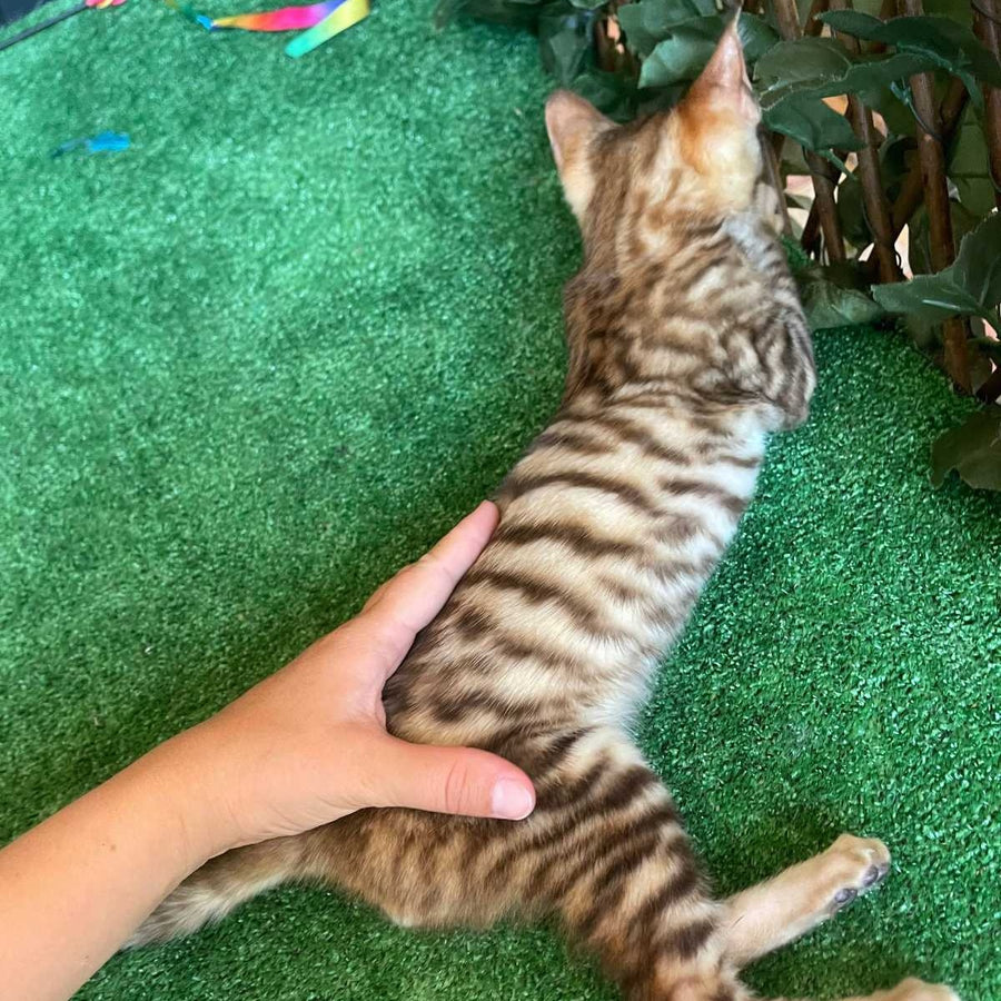 Wulfric Toyger male, black tabby