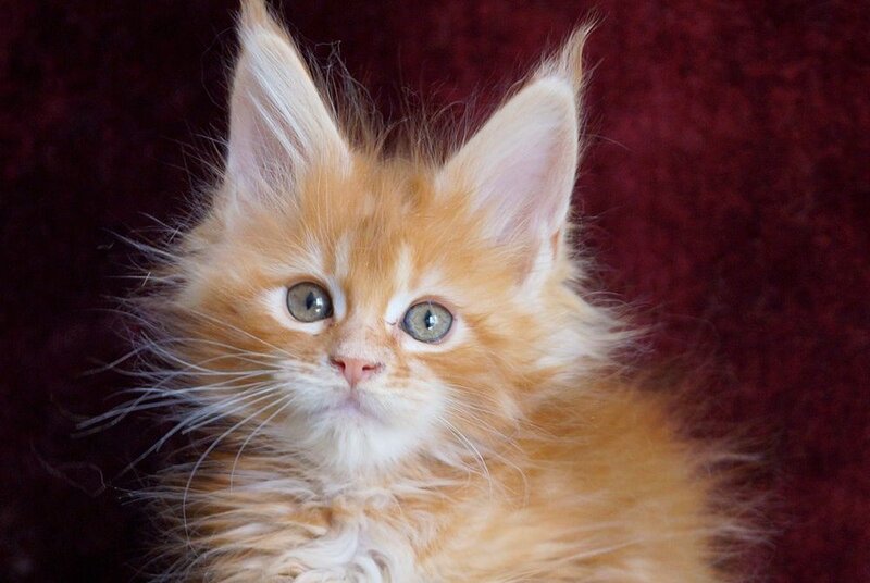 Orlenok Maine Coon male red silver tabby - live animals