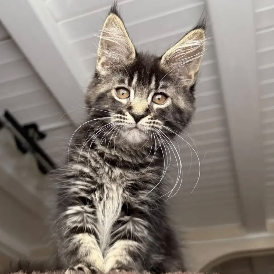 Chipper Maine Coon female, black tabby