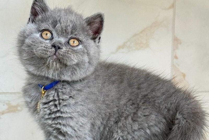 Ferrari British Shorthair male, blue