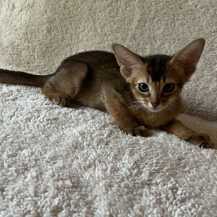 Flora Abyssinian female, black