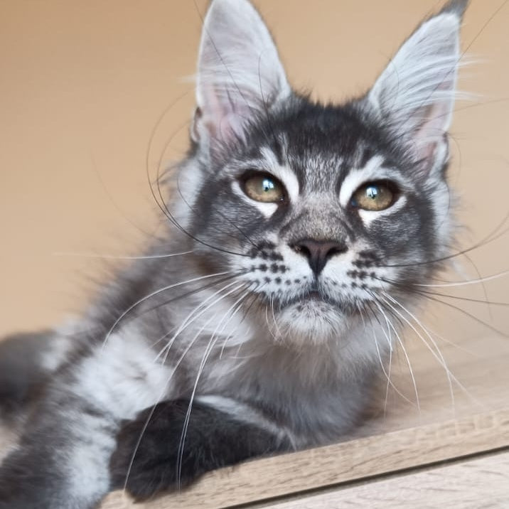 Espiro Maine Coon male, black silver ticked tabby