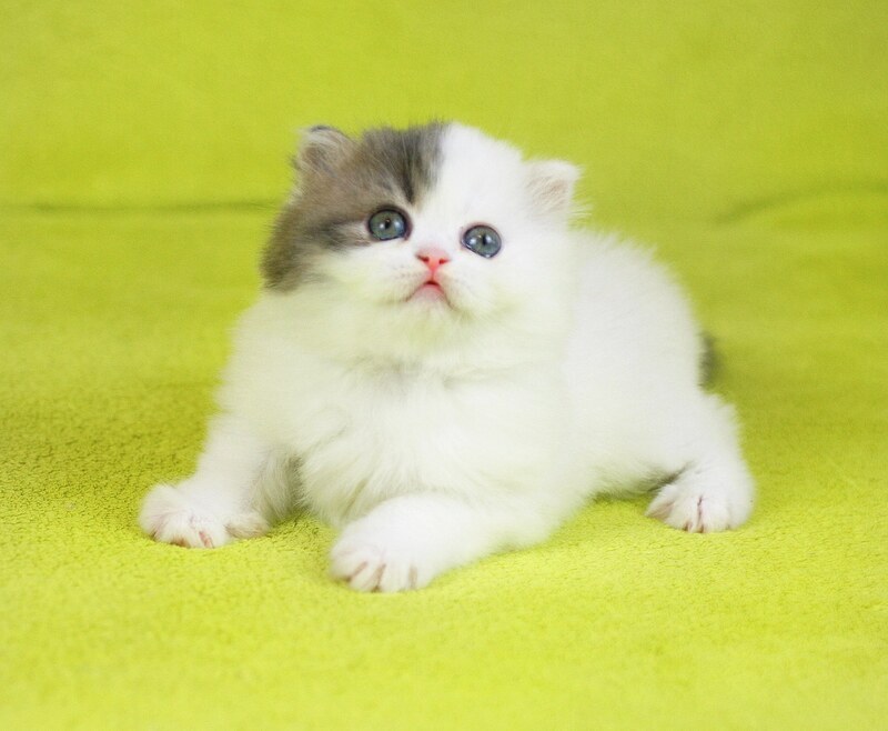 Fantasia Scottish Straight female, blue tabby van