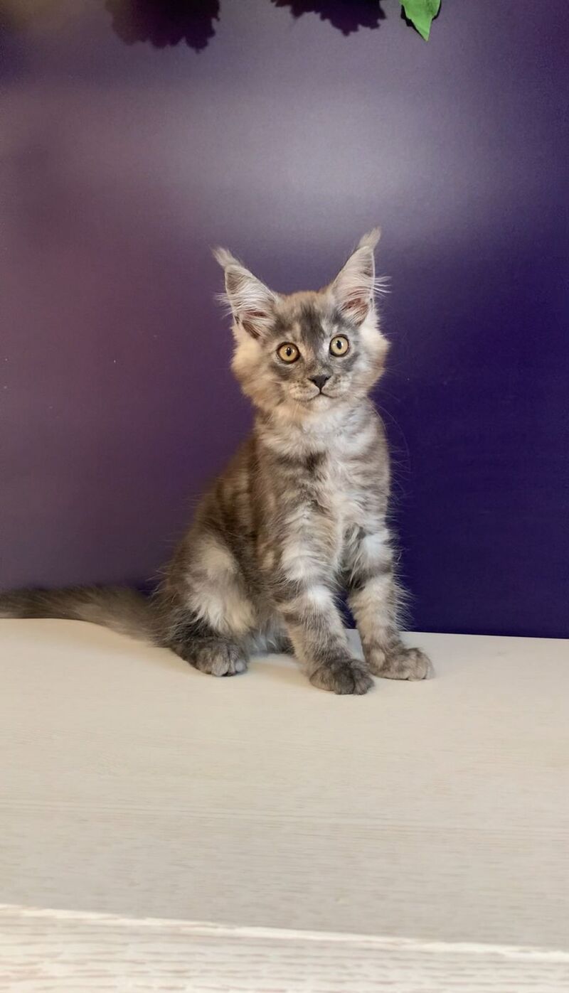 Nigel Maine Coon male, black silver