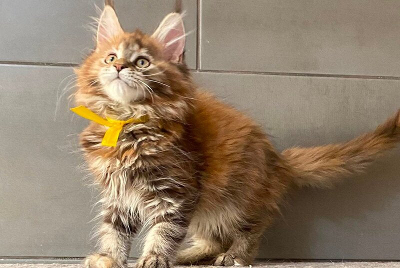 Western star Maine Coon female, black tortie tabby