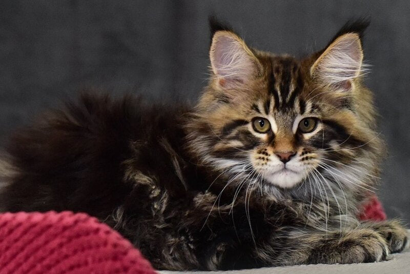 Caesar Maine Coon male, black tabby