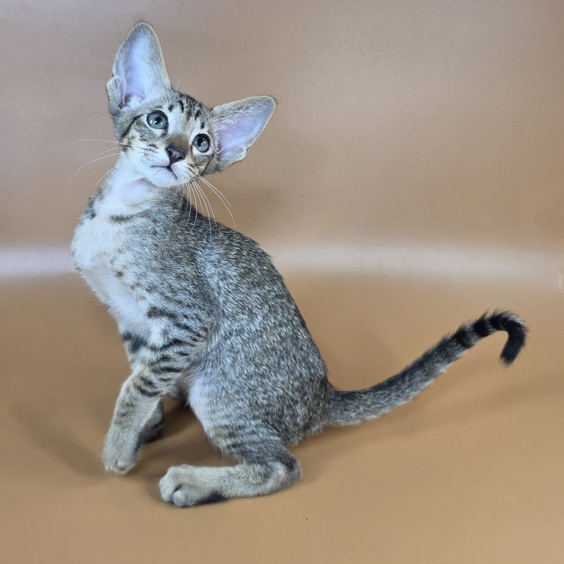 Yukio Oriental Shorthair male, black spotted tabby