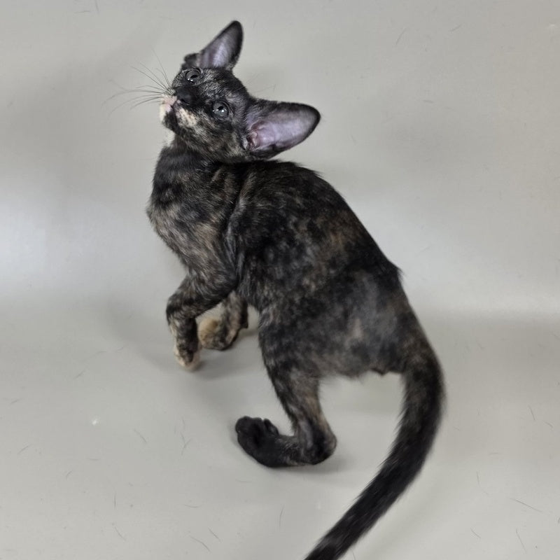 Xandra Oriental Shorthair female, chocolate tortie