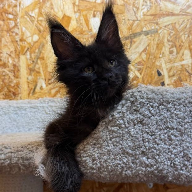 Kaida Maine Coon male, black with white