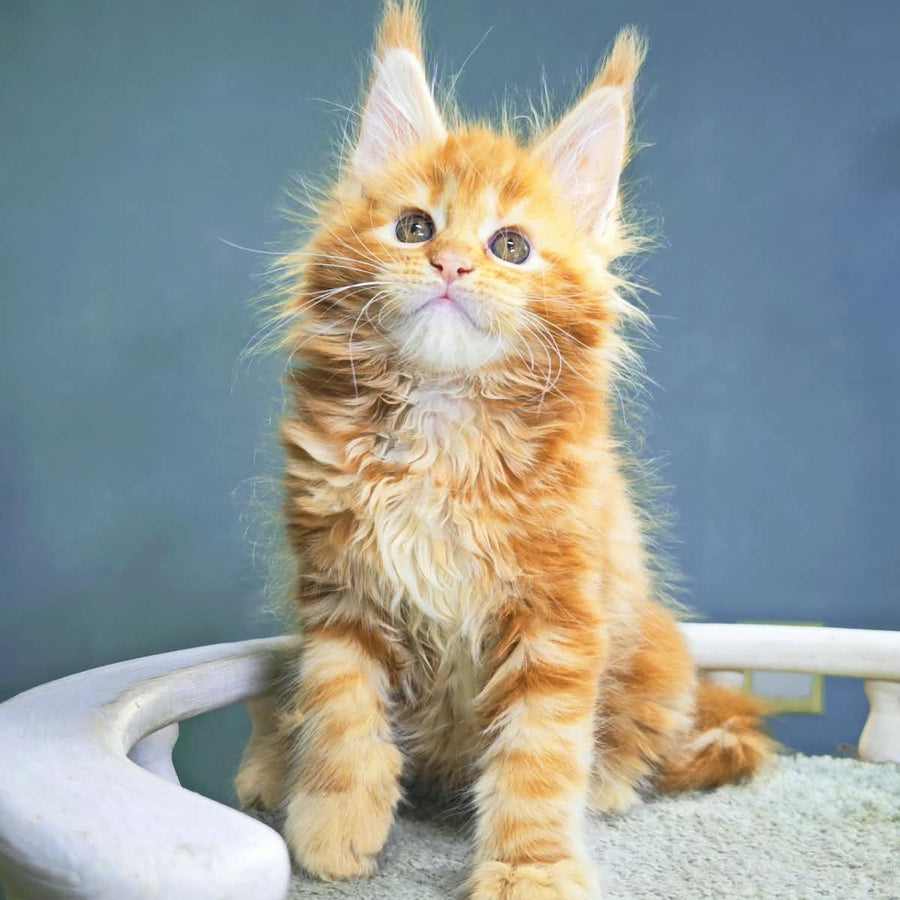 Izabel Maine Coon female, red tabby
