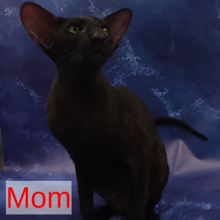 Winner Oriental Shorthair male, cinnamon spotted tabby bicolour