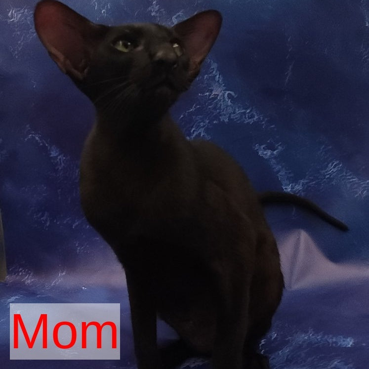 Winston Oriental Shorthair male, chocolate spotted tabby bicolour