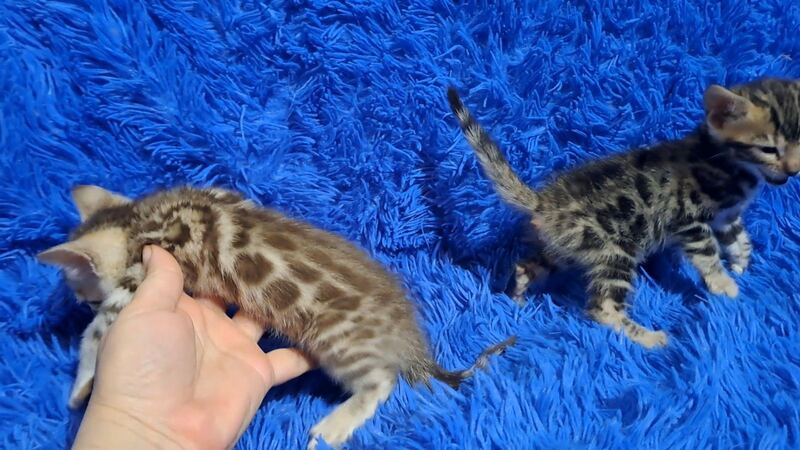 Kiki Bengal female black spotted tabby pointed - live animals