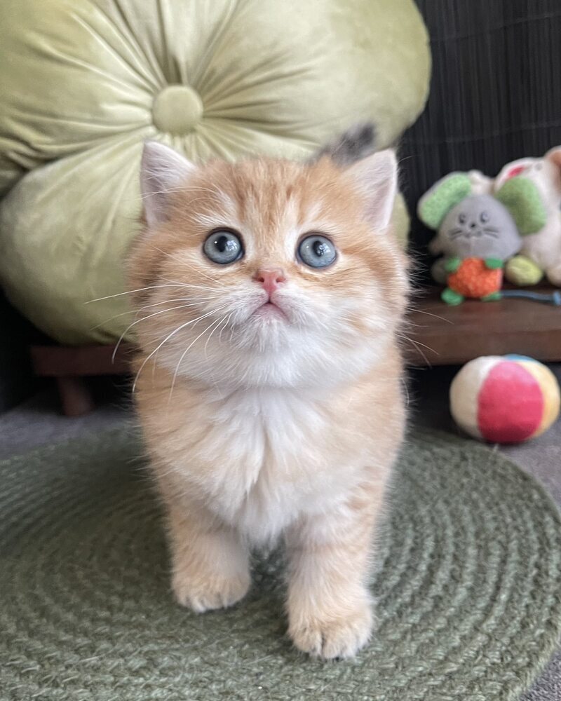 Winny British Shorthair male black golden spotted tabby - live animals