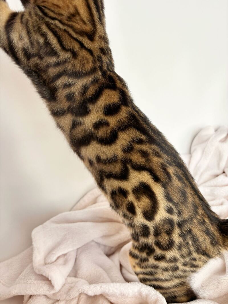 Lily Bengal female black spotted tabby - live animals